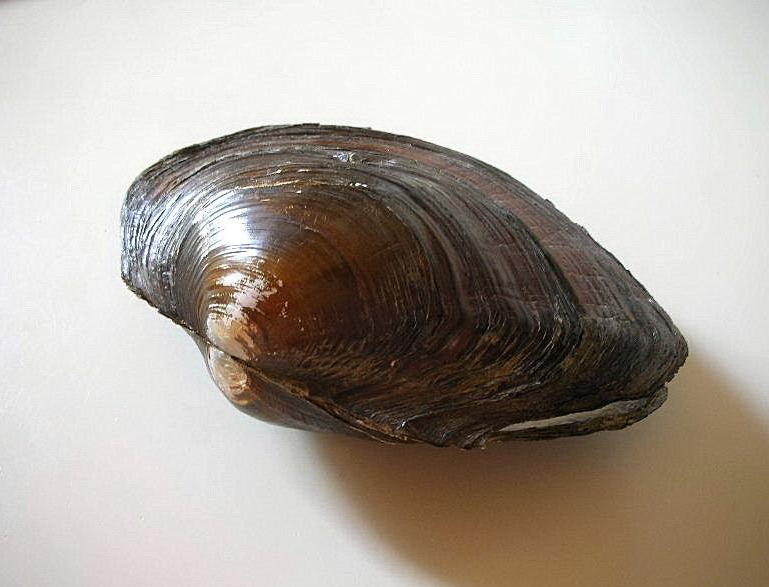 Bivalve d''acqua dolce